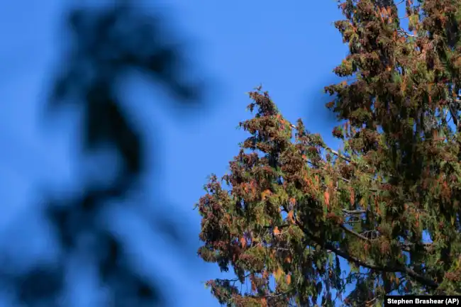 In Seattle, Washington, a stressed western red cedar is loaded with seed pods, October 7, 2022. (AP Photo/Stephen Brashear)